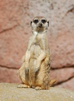 Suricate
